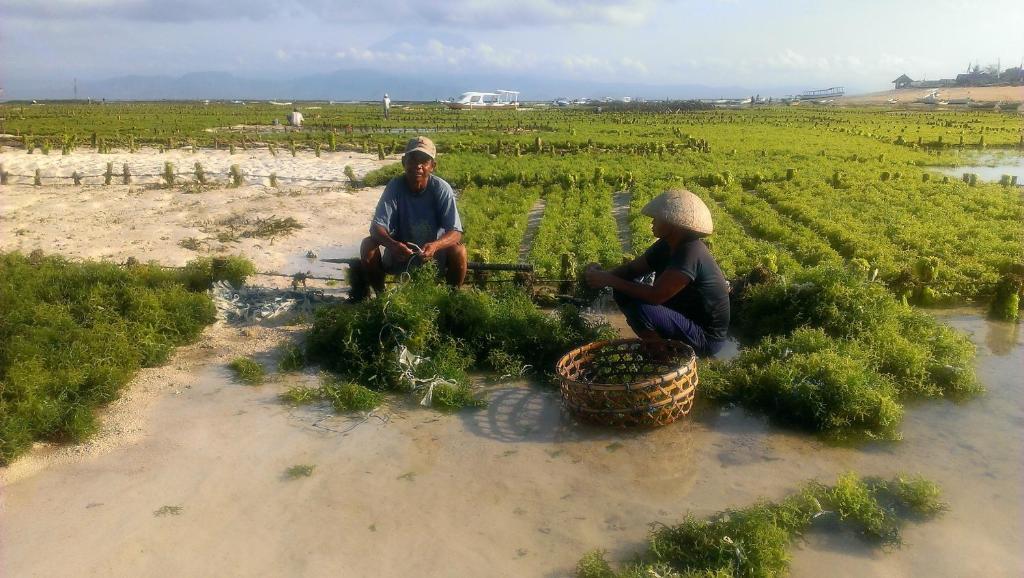 Lembongan Made Inn Nusa Lembongan Exteriör bild
